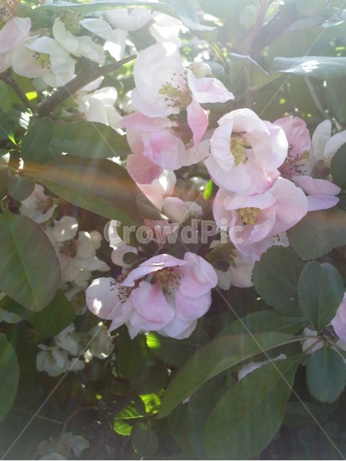 plant,식물,flower,꽃,blossom,식물,자연,plants,nature,꽃,flower