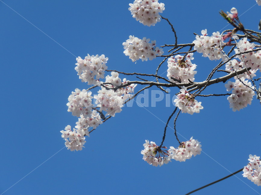 꽃,벚꽃,봄,꽃송이,flower