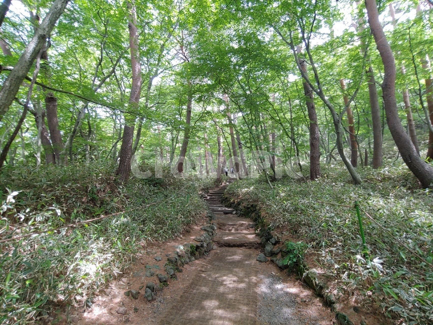 숲길,초록,나무,잎,등산로,mountain,sky,clouds,green,등산,한라산,배경,바위,rock,stone,trail,walkway