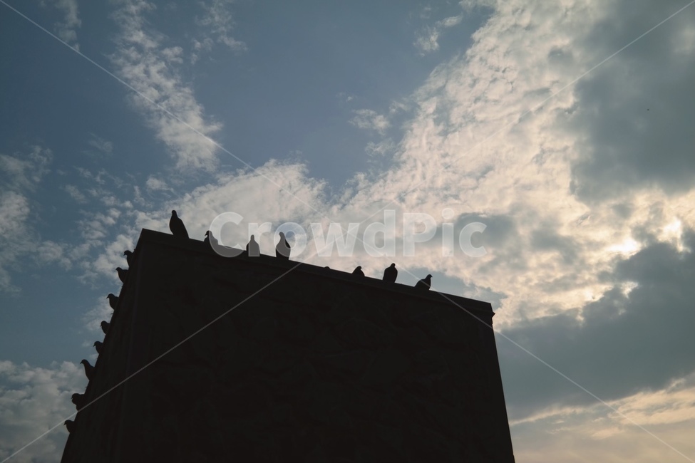 비둘기,옥상,조각,dove,pigeon,유럽,europe,이탈리아,italy,외국,해외,nature,자연,silhouette,실루엣,outdoors,옥외,sky,하늘,bird,새,animal,동물