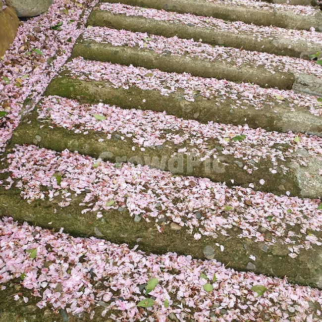 벚꽃,벚꽃잎,꽃계단,꽃잎,분홍꽃