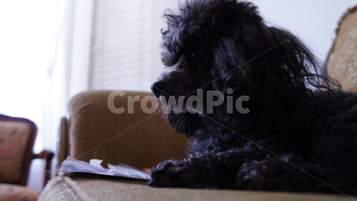 개,강아지,멍멍이,귀여움,토이푸들,동물,animal,포유류,mammal,개,강아지,dog,doggy