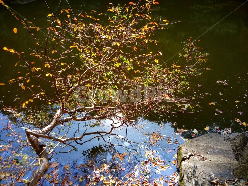 tree,나무,plant,water,물,부산어린이대공원,성지곡수원지,나무,trees,wood