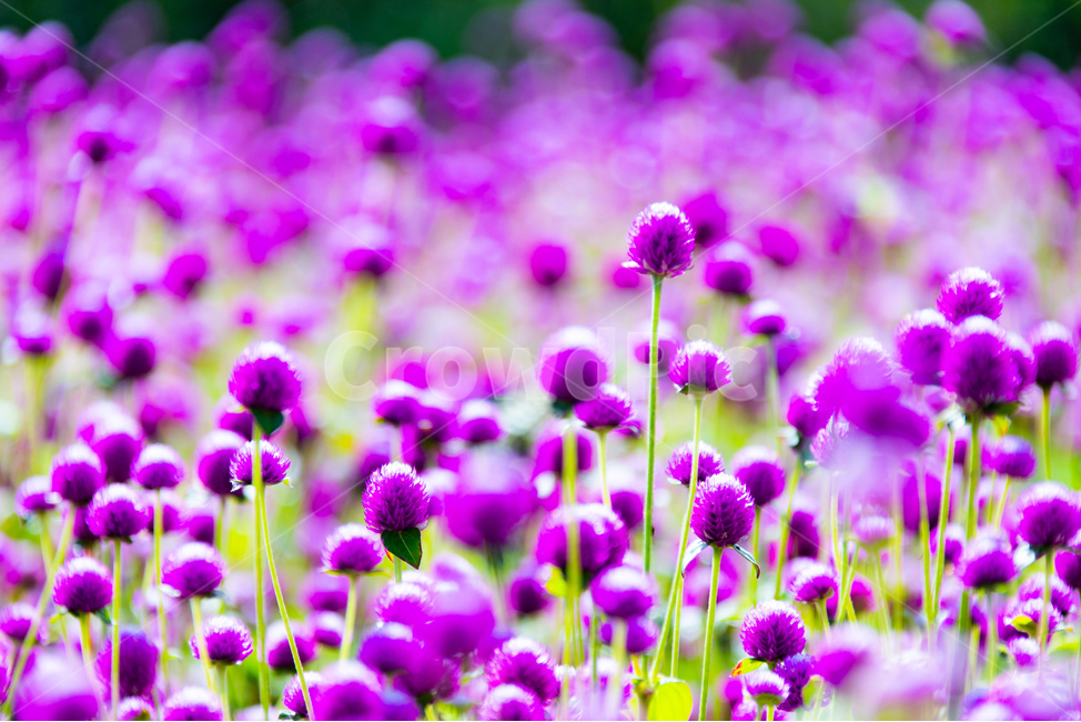 식물,꽃,분홍,천일홍,자연,식물,자연,plants,nature,꽃,flower