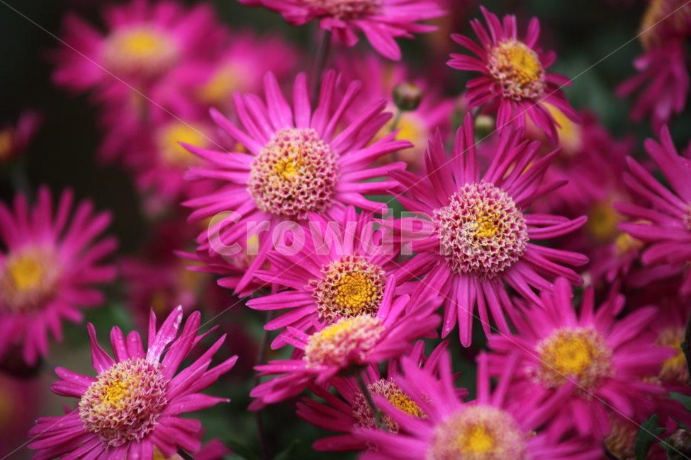 국화,식물,꽃,가을꽃,chrysanthemum,식물,자연,plants,nature,꽃,flower