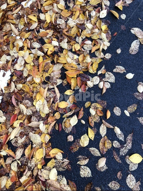 낙엽,비,촉촉,아스팔트,나뭇잎,가을,가을,계절,fall,autumn,season,plant,식물