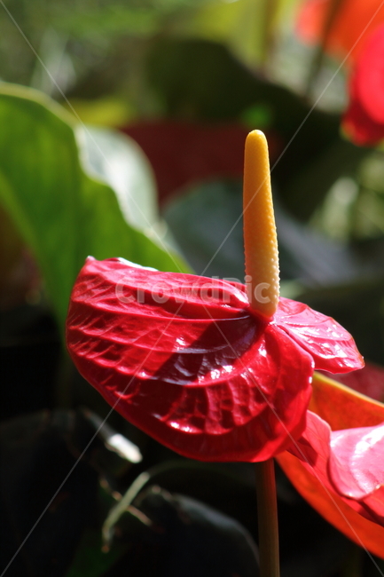 안스리움,꽃,식물,안수리움,flamingoflower,식물,자연,plants,nature,꽃,flower