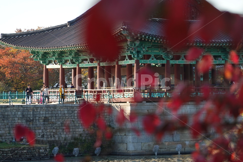 월지,단풍,가을,전통건축,동궁,가을,계절,fall,autumn,season,한국전통,한국문화,korean traditional,korean culture,식물,자연,plants,nature,building,건물,architecture,건축물,temple,신전