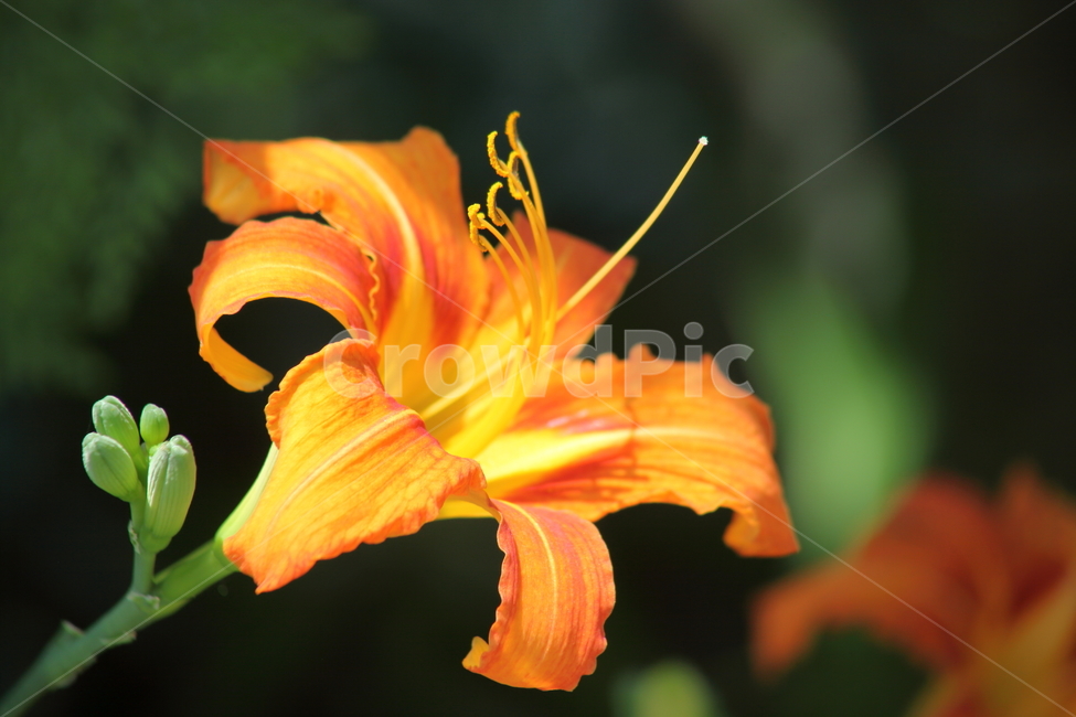 원추리,꽃,여름,넘나물,daylily,백합과