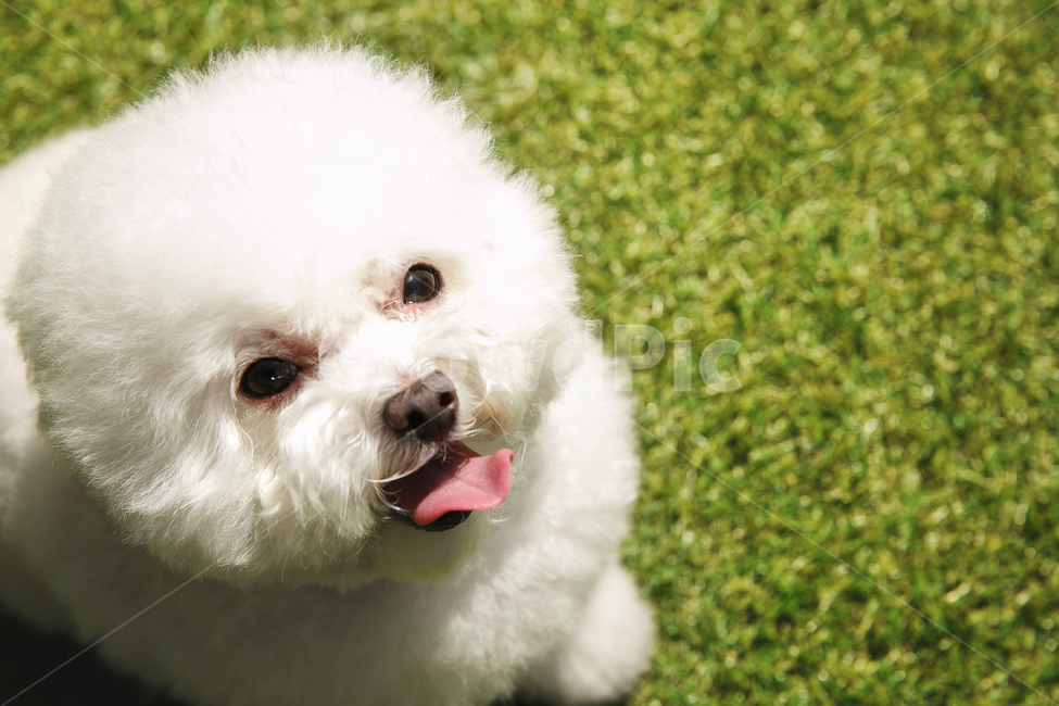 dog,개,animal,동물,pet,애완동물,푸들,토이푸들,반려견,동물,animal,포유류,mammal,개,강아지,dog,doggy