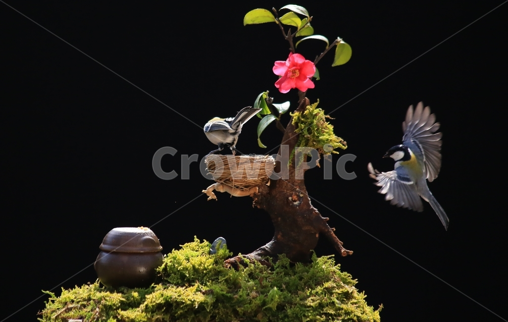 plant,식물,animal,동물,bird,새,새집,동박새,이끼,항아리,동백,동백꽃,식물,자연,plants,nature,꽃,flower,동물,animal,조류,새,birds
