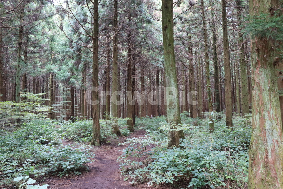 숲,숲길,삼나무,삼나무숲,식물,나무,초목,삼림지,땅,이끼,plant,tree,vegetation,woodland,landnature,자연,풍경,nature,landscape