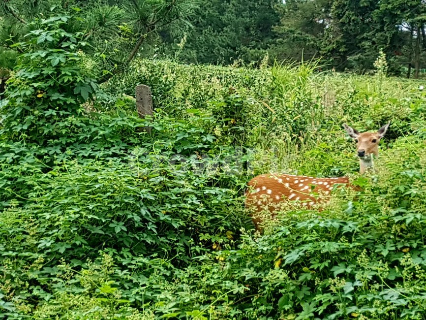 식물,tree,나무,사슴,노루,동물,animal,포유류,mammal