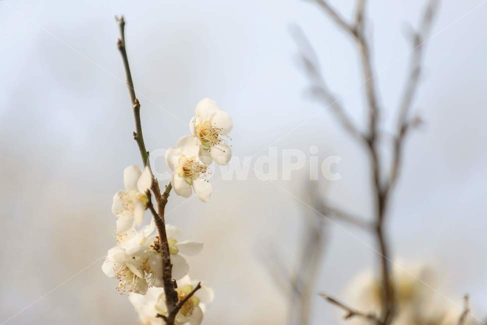 plant,식물,flower,blossom,spring,봄,twig,나뭇가지