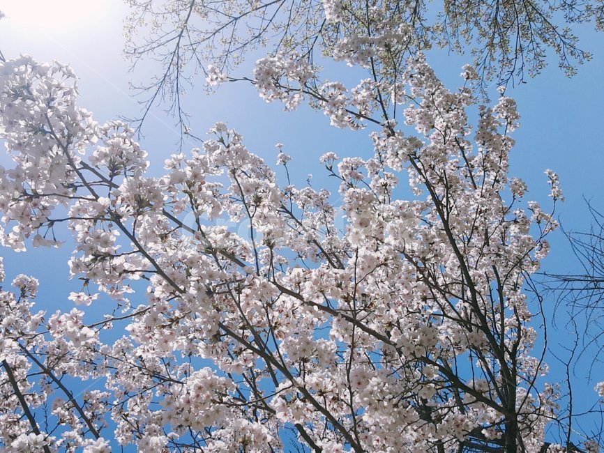 벚꽃,꽃,하늘,풍경,봄,햇빛,햇살,해,봄,계절,spring,season,plant,식물,flower,blossom