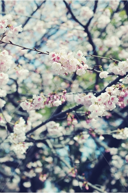 벚꽃,cherryblossom,cherry,벚나무,white,화이트,꽃,flower,봄,spring,꽃잎,봄,계절,spring,season,식물,자연,plants,nature,꽃,flower,감성,sensible,feeling,plant,blossom