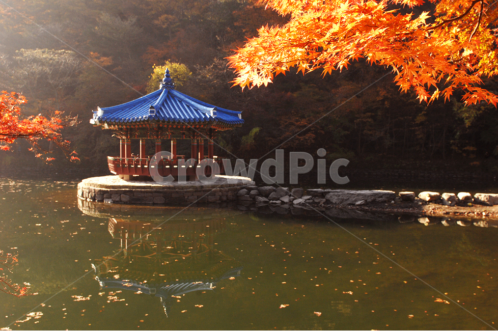 자연,가을,단풍,내장산,식물,가을,계절,fall,autumn,season,한국전통,한국문화,korean traditional,korean culture,건축물,건물외관,exterior,building,structure,architecture,construction,tree,나무,plant,leaf,잎