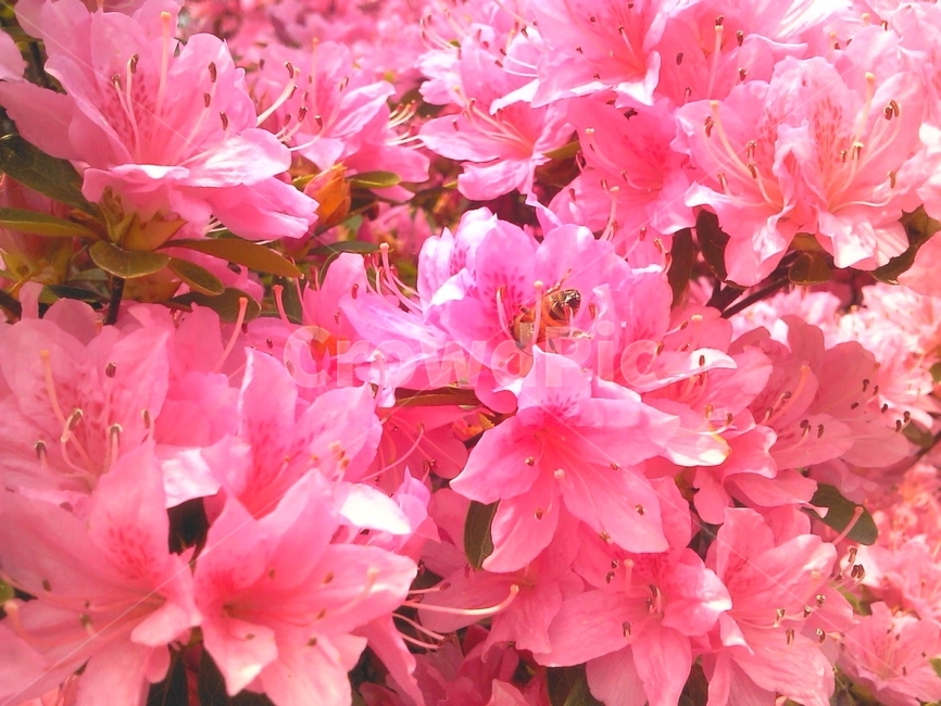 철쭉,봄꽃,꽃,벌,봄,곤충,식물,분홍,pink,꽃,flower,곤충,벌레,insect,bug