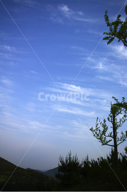 하늘,구름,나무,그림자,sky,자연,풍경,nature,landscape,tree,plant,식물