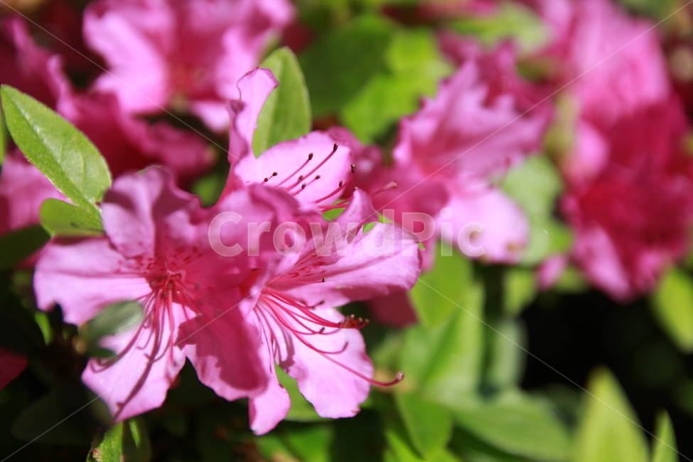 꽃,꽃잎,식물,화단,자연,분홍색꽃,flower,garden