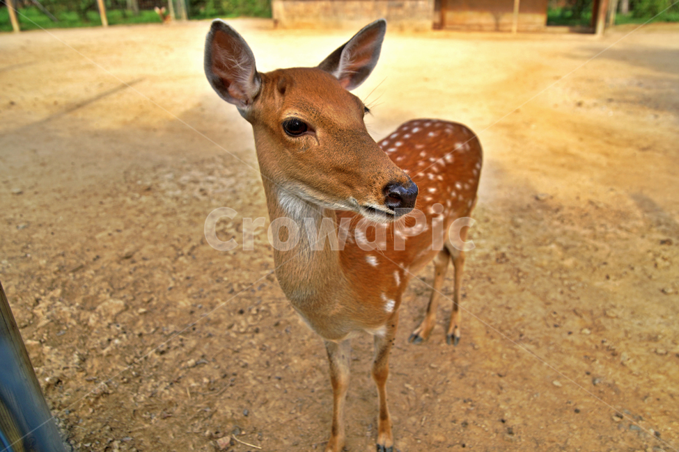 꽃사슴,사슴,동물,반점,월미공원,대륙사슴,매화사슴,포유동물,동물,animal,포유류,mammal