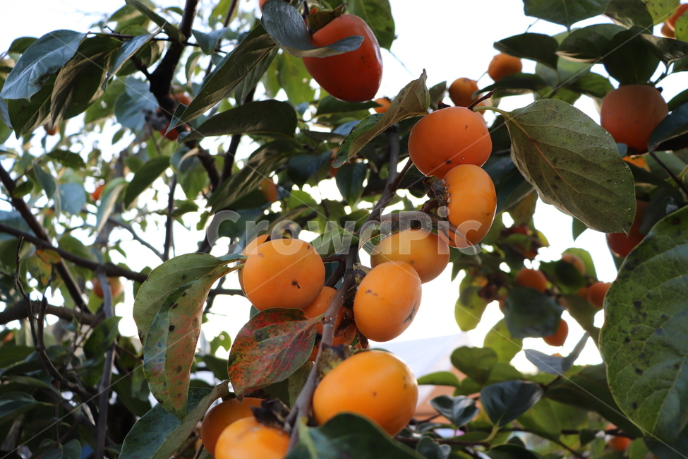 감나무,감,나무,식물,plant,tree,음식,과일,fruit,과일,열매,fruit