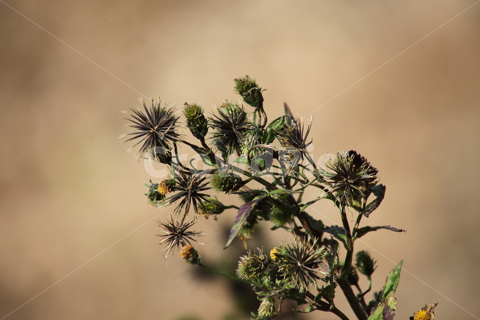 도깨비바늘,식물,잡초,풀,spanishneedles,식물,자연,plants,nature