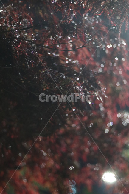 야경,우중,단풍,붉음,보케,가을,계절,fall,autumn,season,식물,자연,plants,nature