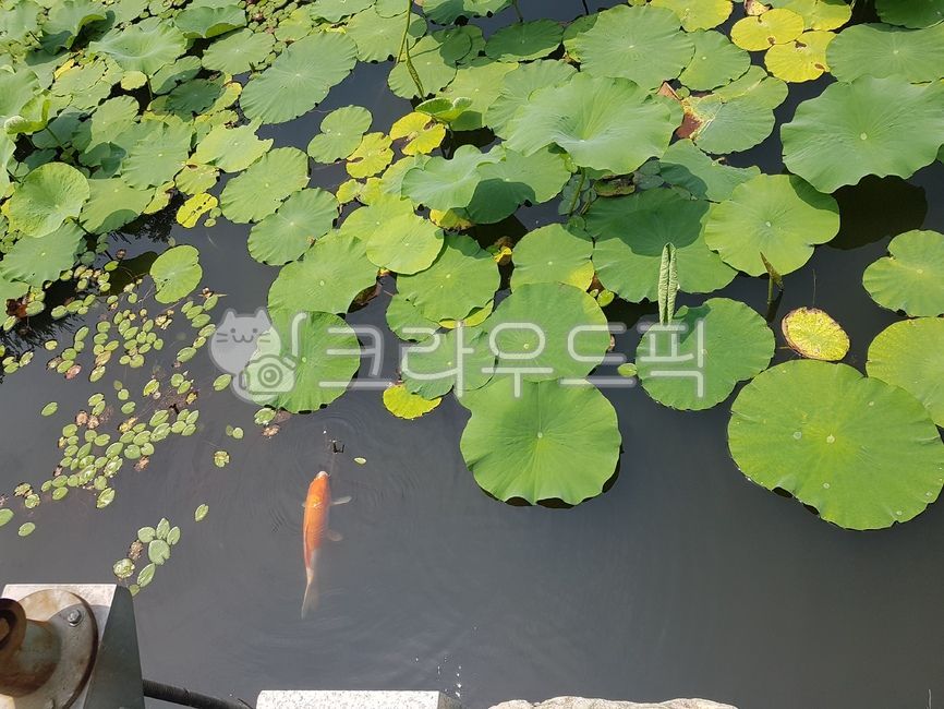 연못,잉어,연잎,물고기,자연