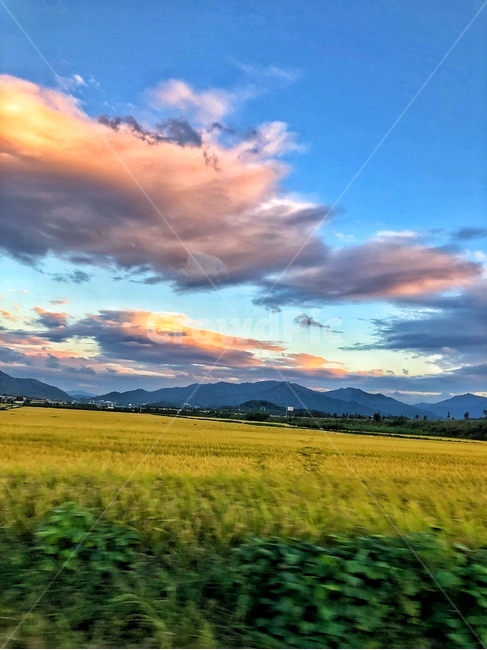 가을들녘,구름,가을,코스모스,풍경,하늘,자연,풍경,nature,landscape,outdoors,옥외,grassland,목초지,field,들,weather,날씨