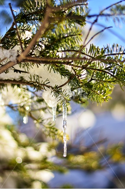 고드름,제주,나무,눈,겨울,자연,아웃포커싱,겨울,계절,winter,season,식물,자연,plants,nature
