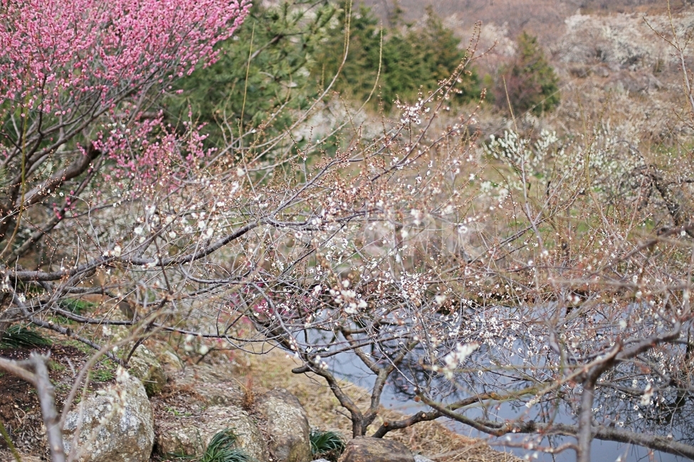 하동,매화,매화마을,매화축제,매화꽃,flower,꽃,hadong,봄,계절,spring,season,자연,풍경,nature,landscape,plant,식물,blossom
