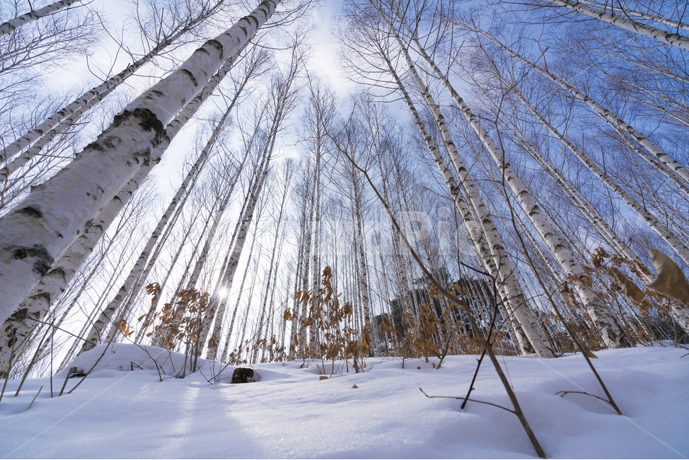 자작나무,강원도,인재,겨울,숲,설경,하늘,자작나무숲,원대리,인재군,겨울,계절,winter,season,자연,풍경,nature,landscape,한국자연풍경,한국자연경관,korea nature landscape,식물,plants,나무,trees,wood,outdoors,옥외,snow,눈,ice,빙,plant,tree