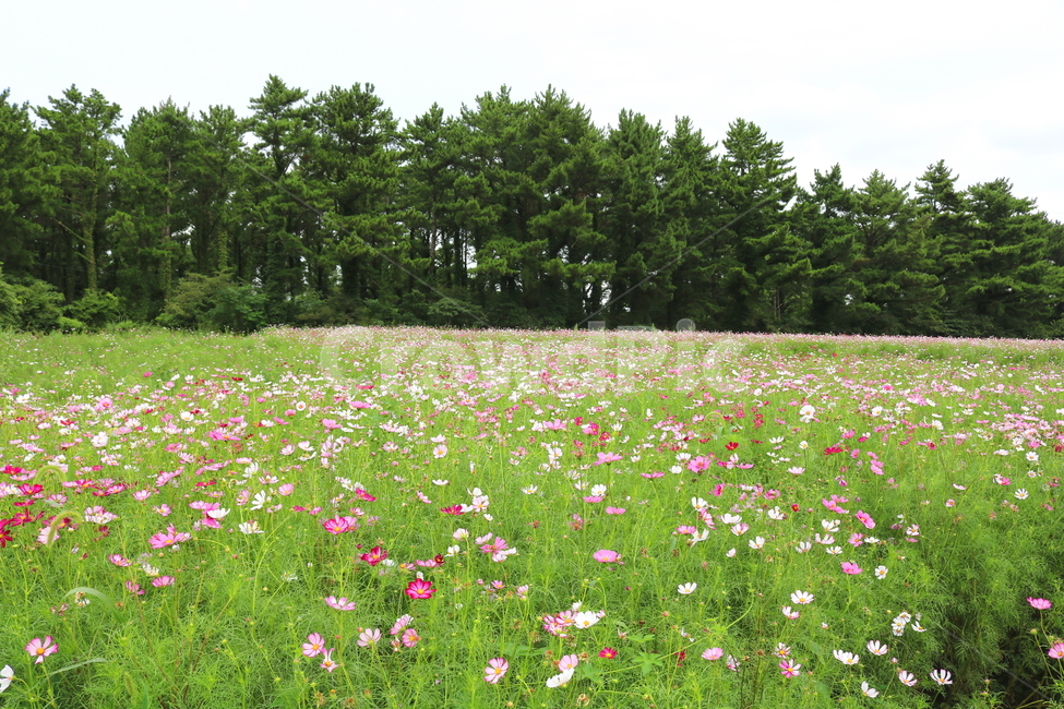 꽃,코스모스,코스모스꽃,식물,자연,풍경,가을,꽃밭,국화과,자연,풍경,nature,landscape,식물,plants,꽃,flower,grassland,목초지,outdoors,옥외,field,들,farm,농장,rural,농촌,meadow,plant