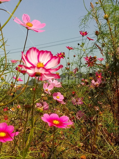 코스모스,꽃,plant,flower,commoncosmos,길국화,꽃잎,가을꽃,식물,자연,plants,nature,꽃,flower