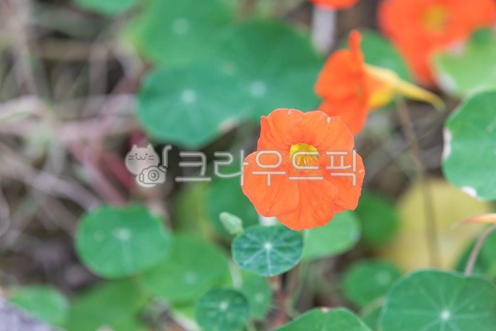 한련,한련화,한해살이풀,관상용,식용,비타민c,철분,미네랄,식용꽃,약초,주황색,꽃잎,꽃,초록색,잎,자연,식물,plant,nature,green,orange,leaf,tropaeolummajus,nasturtium,petal,flower