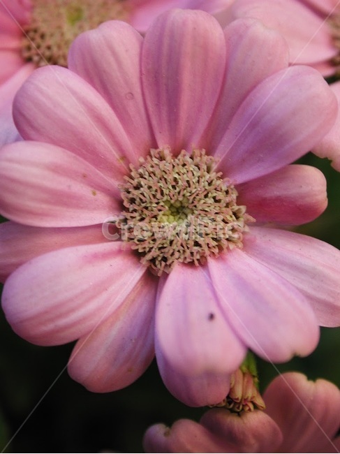 꽃,식물,바탕화면,배경,자연,화사한,클로즈업,flower,식물,자연,plants,nature,꽃,flower