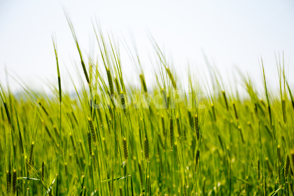 청보리,보리,풍경,식물,보리밭,녹색,감성,식물,자연,plants,nature