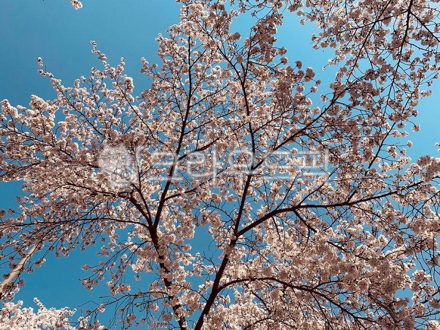 spring flowers,Cherry Blossom,cherryblossom,flower