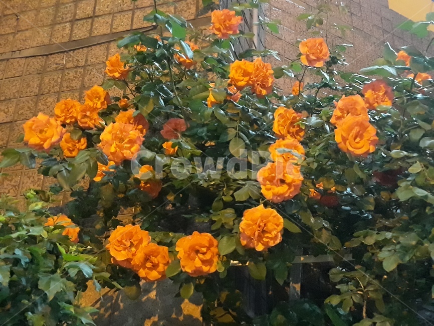 주황색장미,봄꽃,꽃,자연,식물
