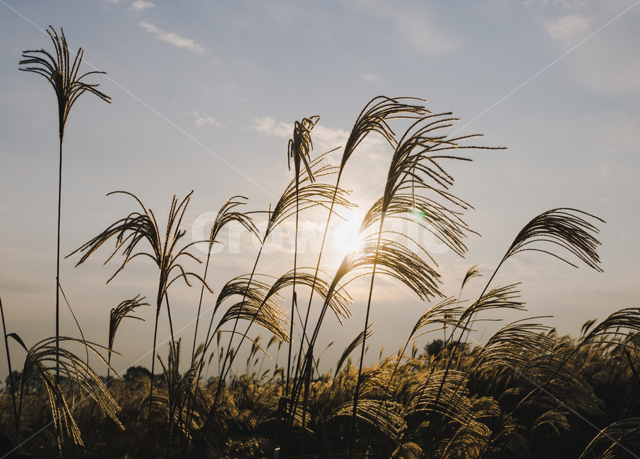 nature,자연,outdoors,옥외,갈대,풍경,plant,식물,reed
