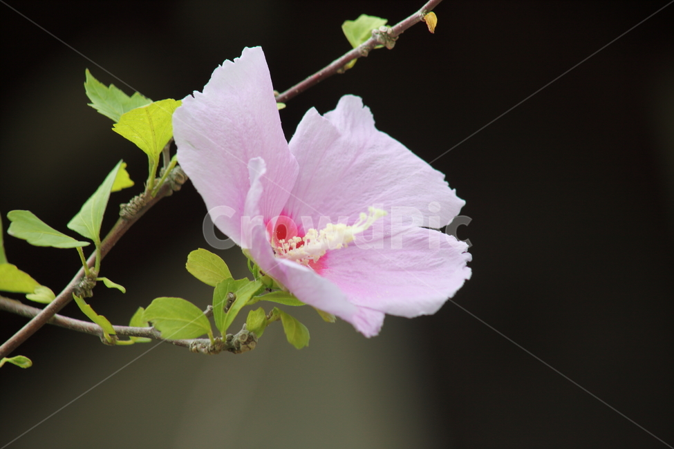 꽃,무궁화,식물,roseofsharon,목근화