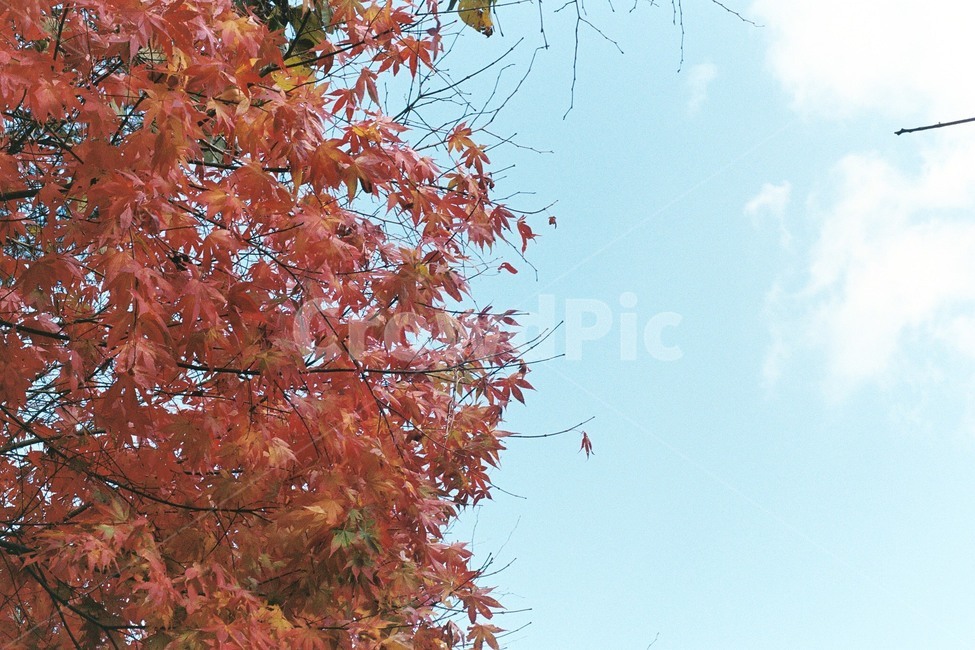 산정호수,명성산,가을,단풍,풍경,가을,계절,fall,autumn,season,식물,자연,plants,nature,leaf,잎,plant,tree,나무,maple