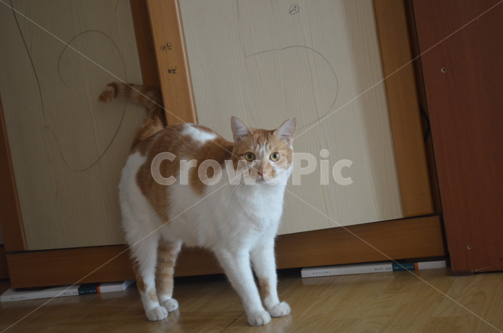 고양이,반려동물,반려묘,치즈고양이,냥냥이,치즈냥이