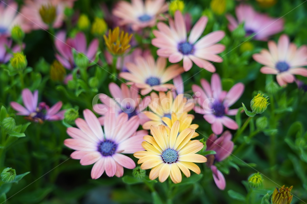 꽃,꽃박람회,플라워,flower,예쁜꽃