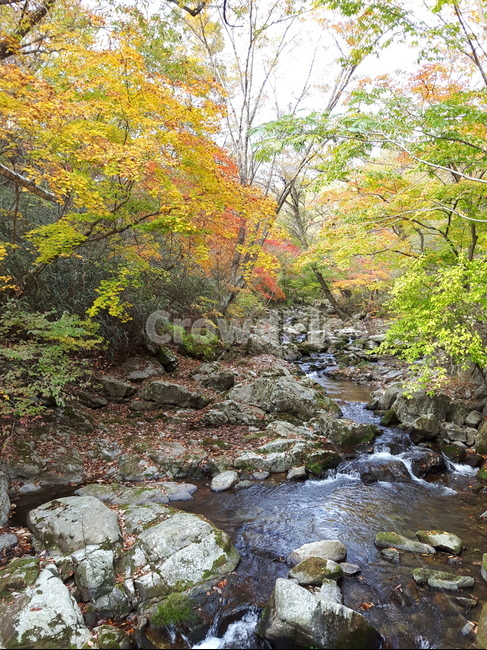 자연,가을,koreanature,계곡,나무,가을,계절,fall,autumn,season,자연,풍경,nature,landscape