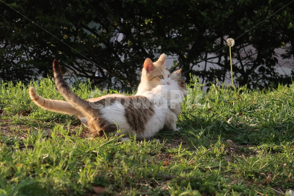고양이,길고양이,길냥이,cat,cats,동물,animal,포유류,mammal,고양이,cat,kitten,kitty
