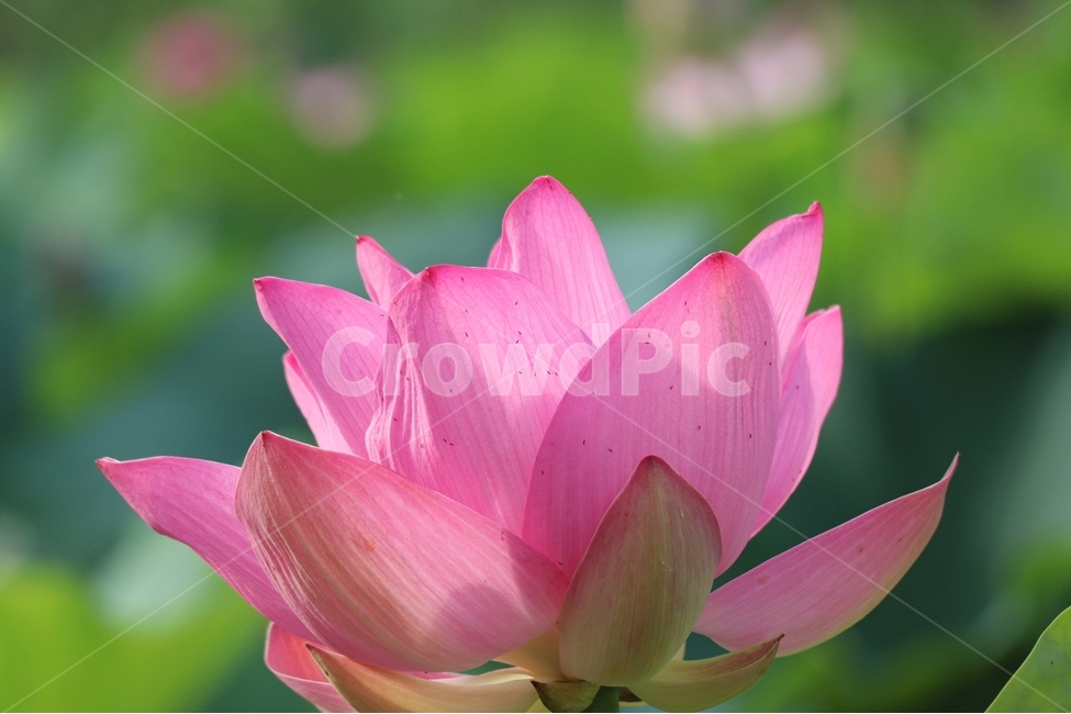 연꽃,붉은색,꽃잎,여름,아침,식물,자연,plants,nature,꽃,flower