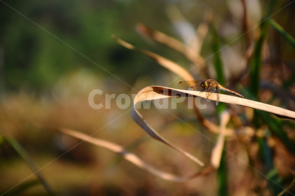잠자리,가을,노란,우포늪,접사,동물,animal,곤충,벌레,insect,bug