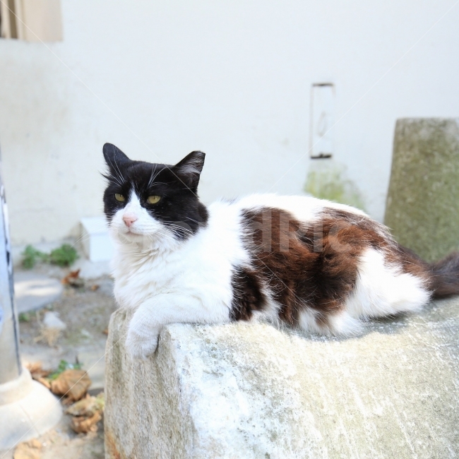 고양이,터키,길냥이,길고양이,터키여행,터키고양이,동물,animal,포유류,mammal,고양이,cat,kitten,kitty
